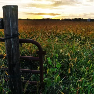 Amber waves of grain