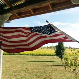 This is the heartland (and those are soybeans)
