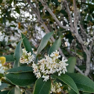 Stop and smell the sweet olive