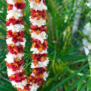 When sienna-red Epi orchid makes an appearance on our doorstep, we say, "YES please!