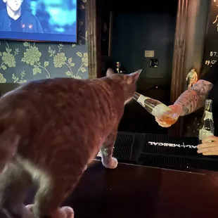Finally got to meet Toki, the new bar cat  RIP, Jameson