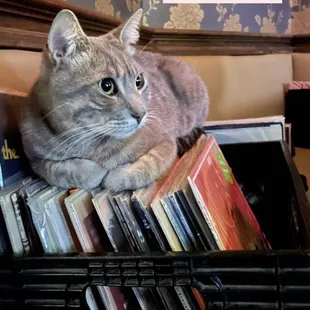 Toki supervising the DJ set!