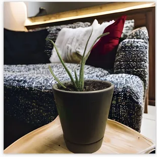 Small aloe Vera plant