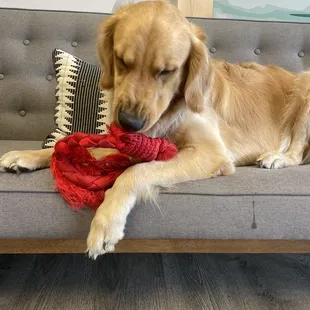 a dog chewing on a red rope