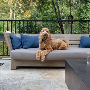 Dogs are welcome to stay in specific Inn at Saratoga hotel rooms for $75/night.  Limit to one dog under 60 pounds, advance notice required.