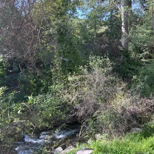 Saratoga Creek