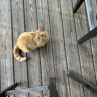 A visiting kitty!