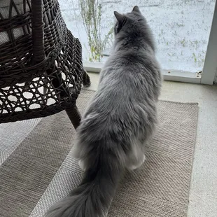 Charlotte in the Winter Wonderland of Brunswick, Georgia. (1/22/25)