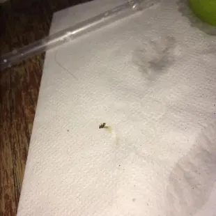 Feb. 2016:  This bug was in my water.  The mumbling male bartender wasn't even fazed by it - no apology, nothing!