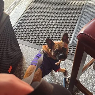 Dog friendly indoors!