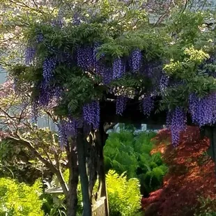 The spring gardens in bloom.