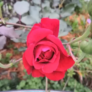 A beautiful red rose that Blossom that was able to catch in a good photo