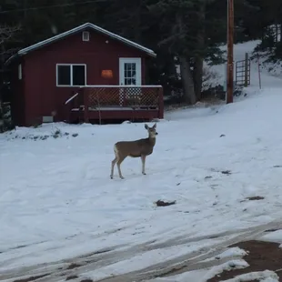 1 cabin out of 5 on the property and a very friendly visitor!