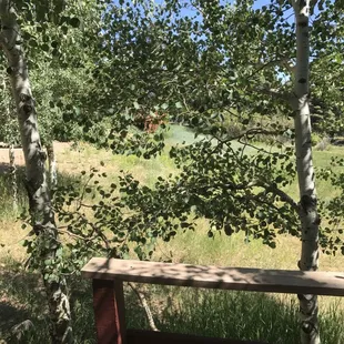 view from cabin 4