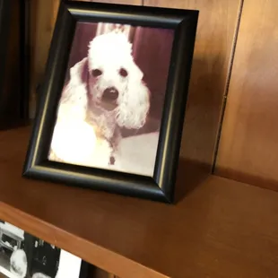 A photo of the Morelli's dog Mozart.