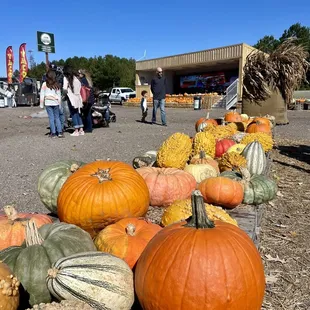 pumpkins and gourds