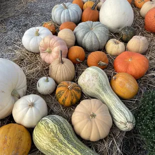 pumpkins