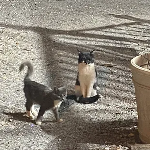 Sweet little kitties hanging around outside!