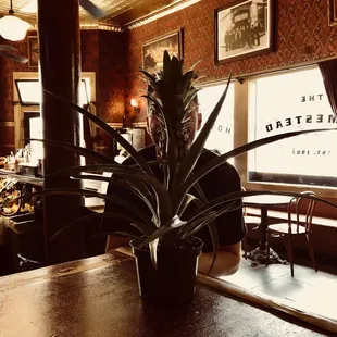 The Homestead pineapple witness protection program. Come tell your story with complete anonymity.