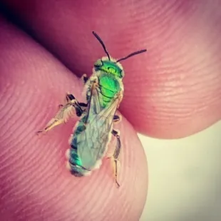 Native green bee