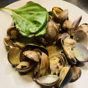 Steamer Clams