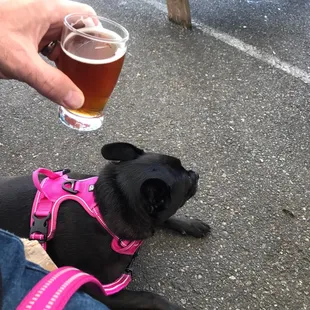 Happy furbaby &amp; White Bluff&apos;s Sour IPA