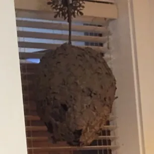 The Hornet&apos;s Nest