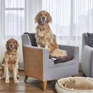 The whole family is welcome - even your four-legged family members! We will ensure your dog is as comfortable staying with us as you are.