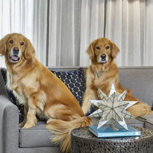 The whole family is welcome - even your four-legged family members! We will ensure your dog is as comfortable staying with us as you are.