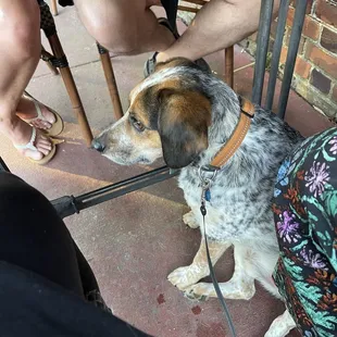 Spacious dog-friendly outdoor patio