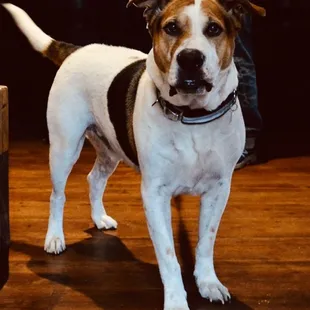 #otisofwilliamsburg loves #theBARK