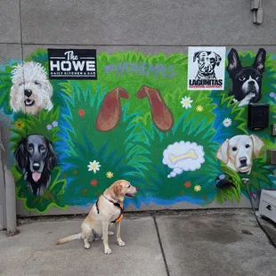 Dog friendly patio