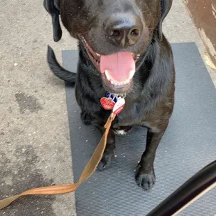 Happy pooch