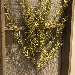 A nice live plant