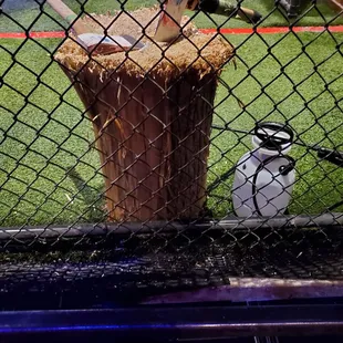 Cool display in the cage of the types of Axe To Throw.  9/10/2021