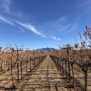 beautiful vineyard