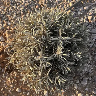 Lavender plant
