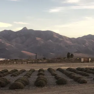 gorgeous mountain light and winter dormant lavender