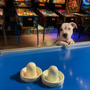 The Ice Box Arcade is dog friendly!