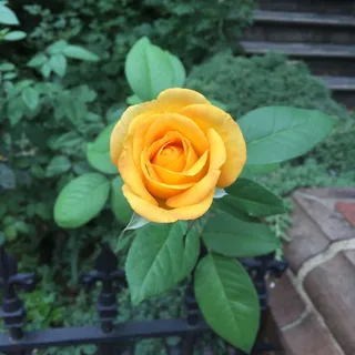 Ben L.