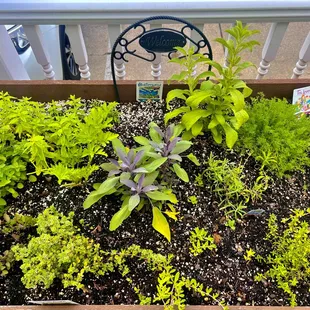 Herb garden
