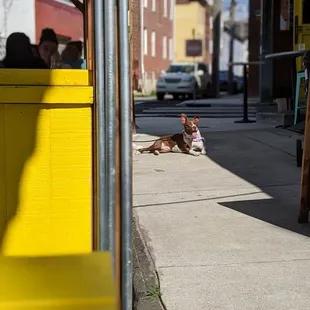 Doggo friendly streetery.