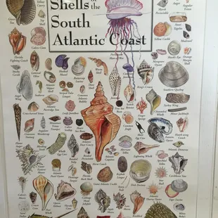 Poster South Atlantic Coast shells