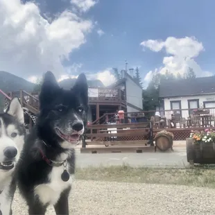 Dog Friendly
