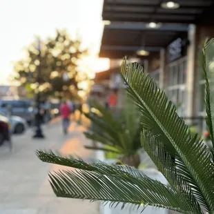 a palm tree on the sidewalk