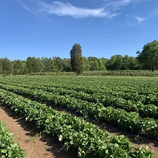 Strawberry fields