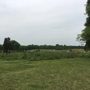 Strawberry field on a cloudy noon