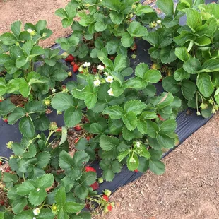 Still lots o strawberries