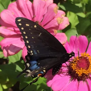 Butterflies on the flowers