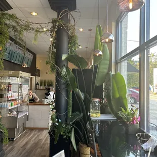 Plants, CPG food items, coffee, palm